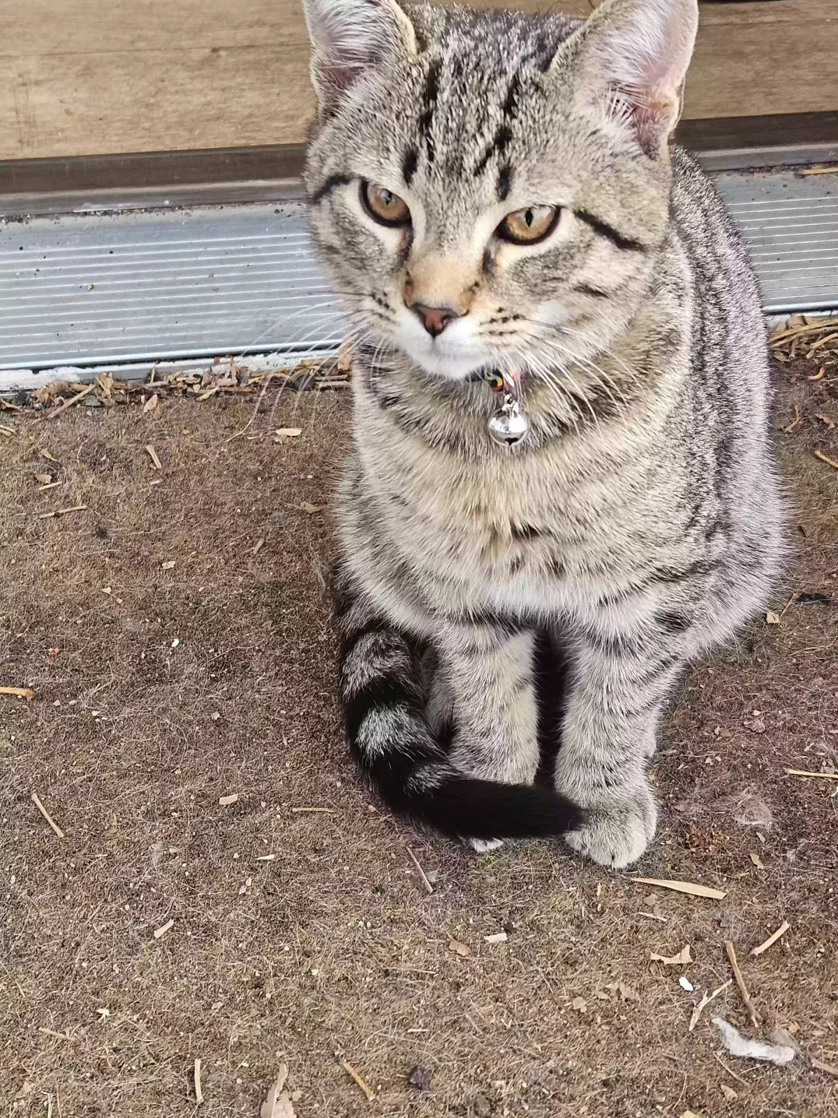 Lost cat in Springville, UT, 84663