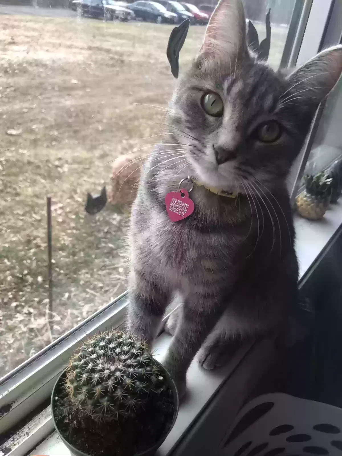 Lost cat in Circle Pines, MN, 55014
