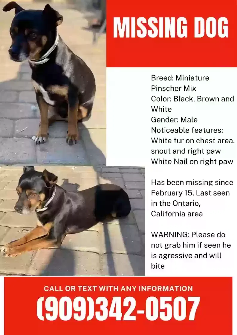 Lost dog in Ontario, CA, 91764