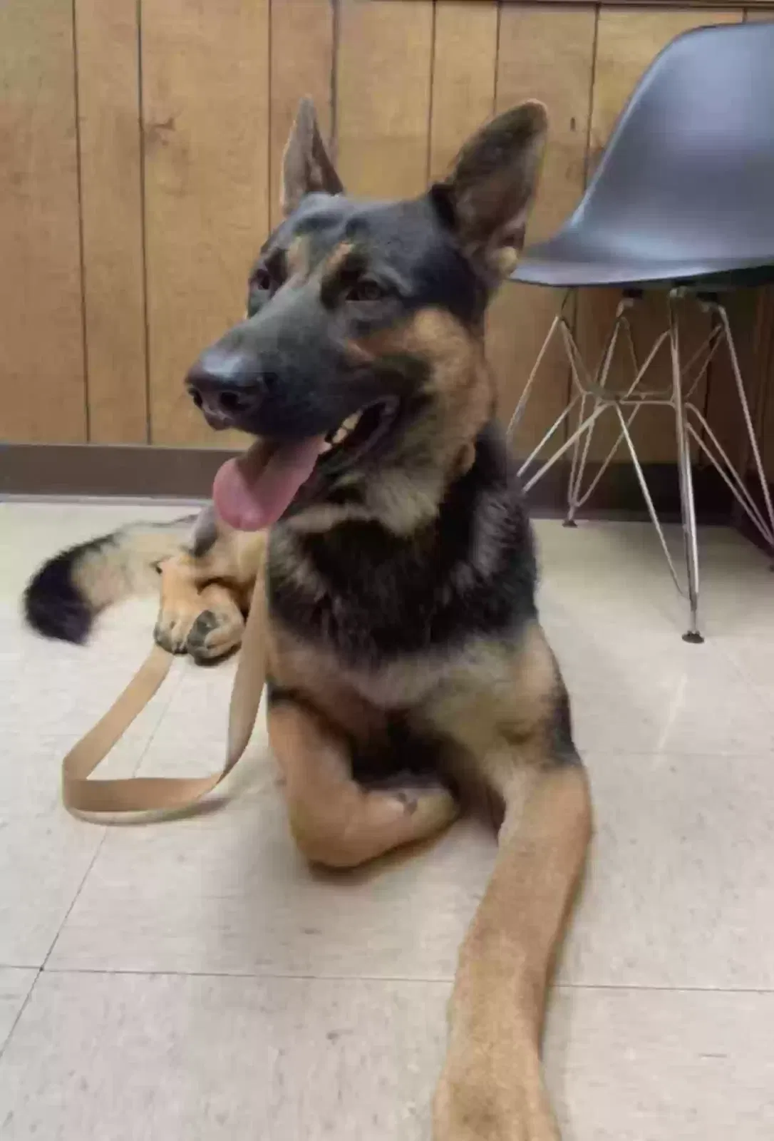 Lost dog in Nashville, TN, 37207