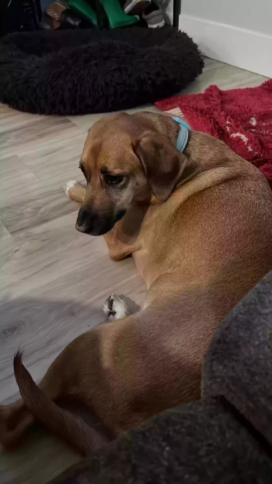 Lost dog in Troutdale, OR, 97060