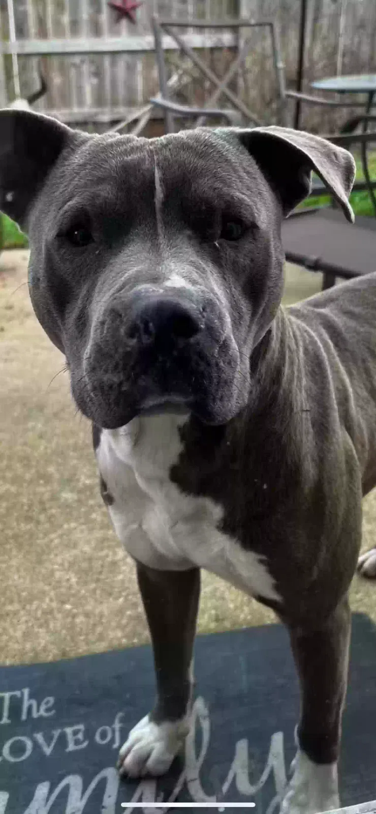 Found dog in Kingwood, TX, 77339