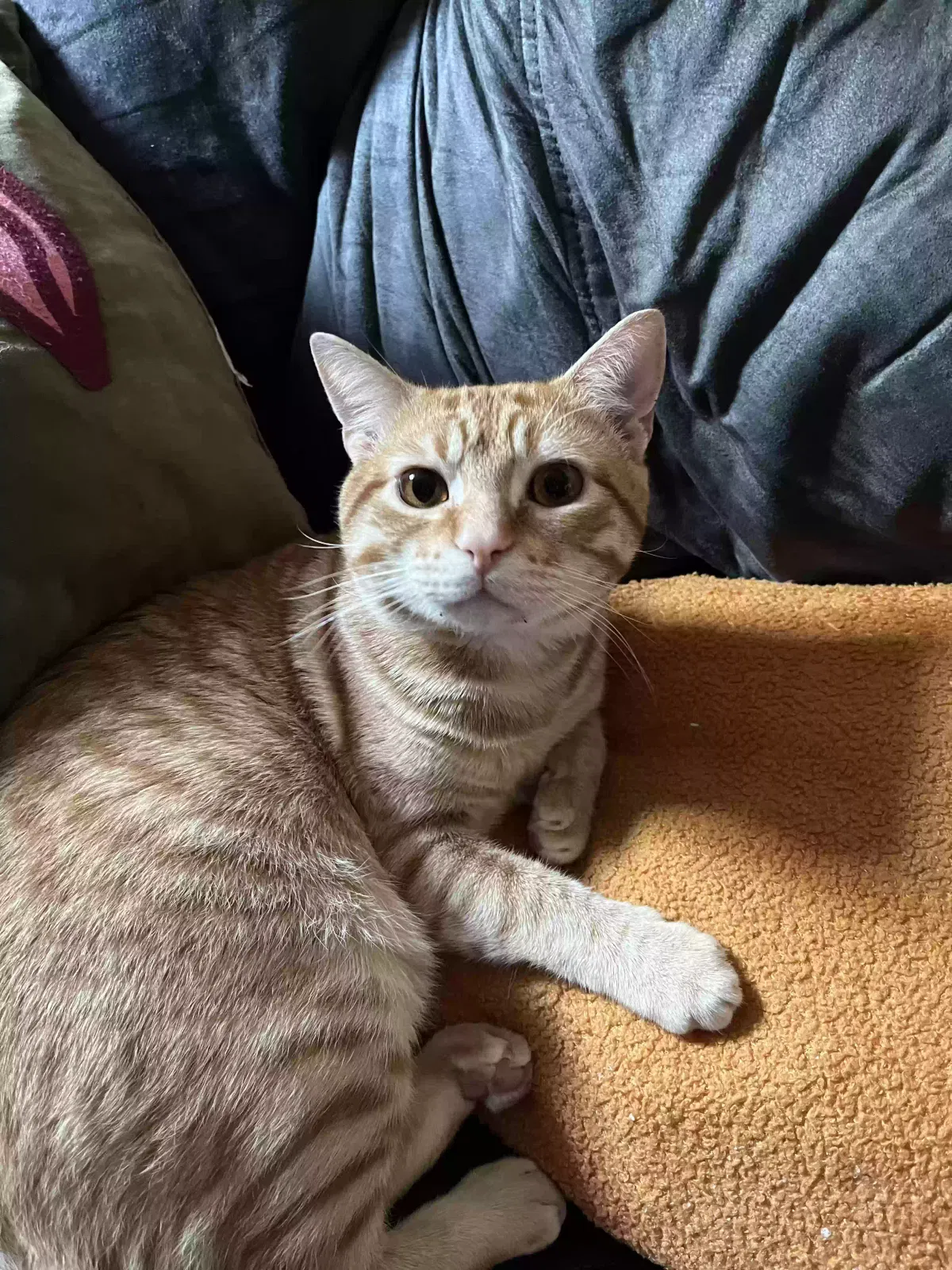Lost cat in Saint Petersburg, FL, 33702