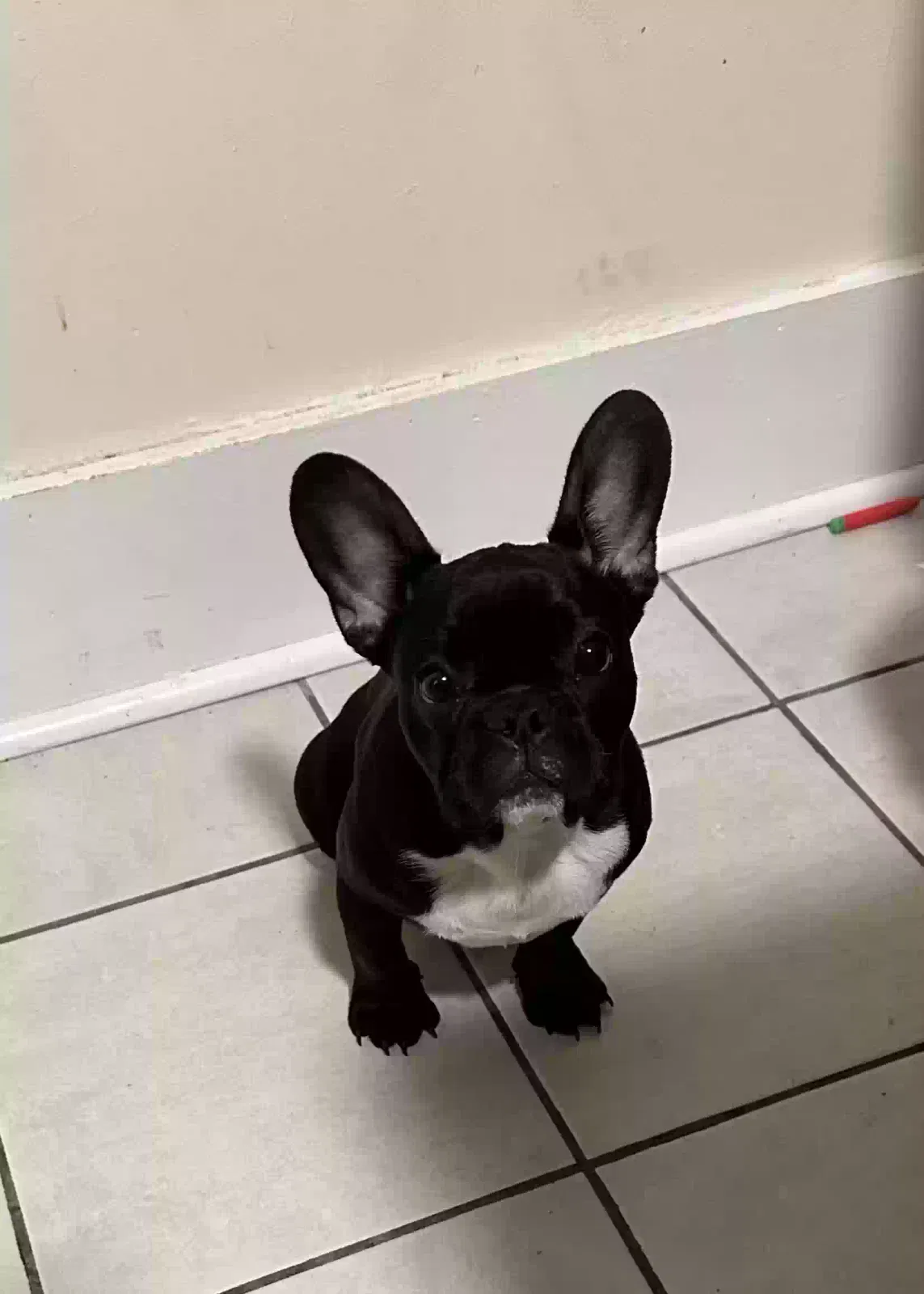 Lost dog in Dorchester, MA, 2121