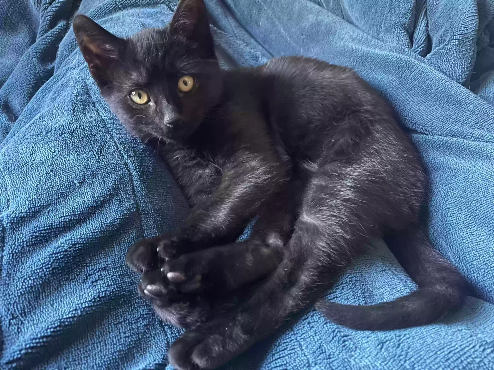 Lost cat in Riverside, CA, 92503