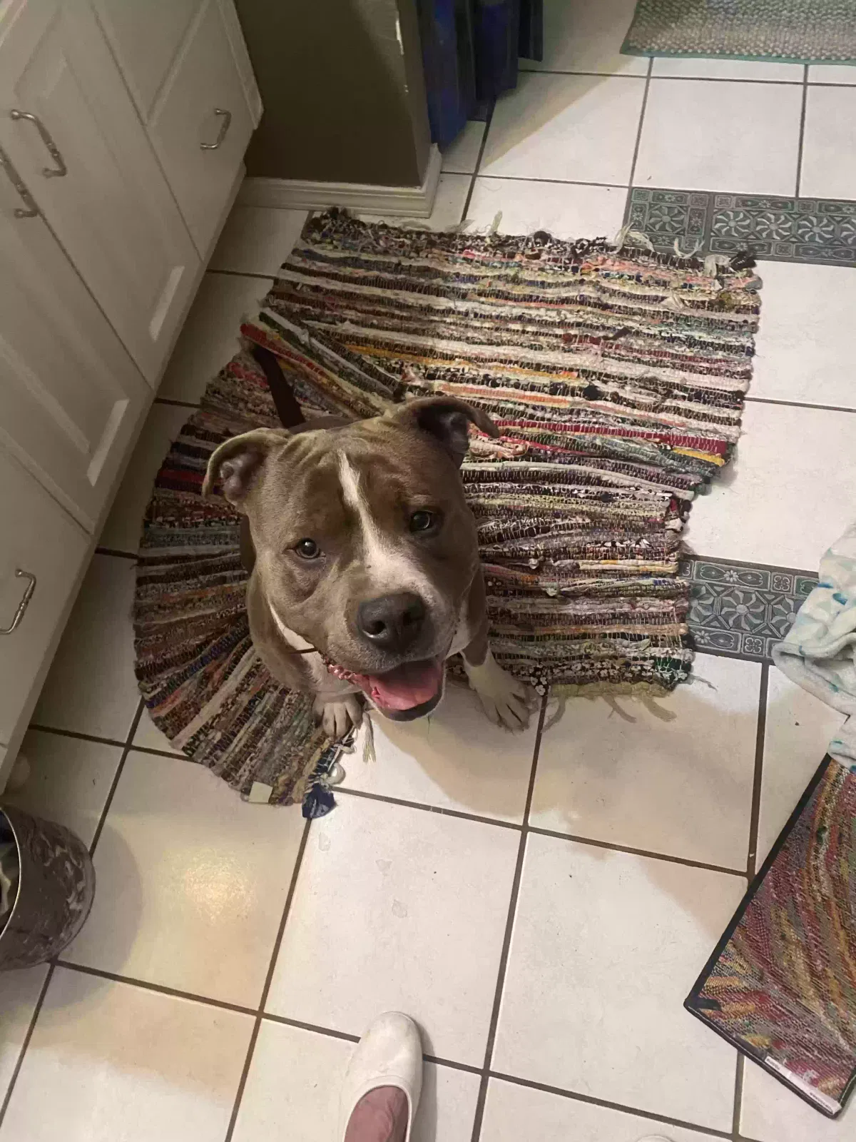Found dog in Oklahoma City, OK, 73150