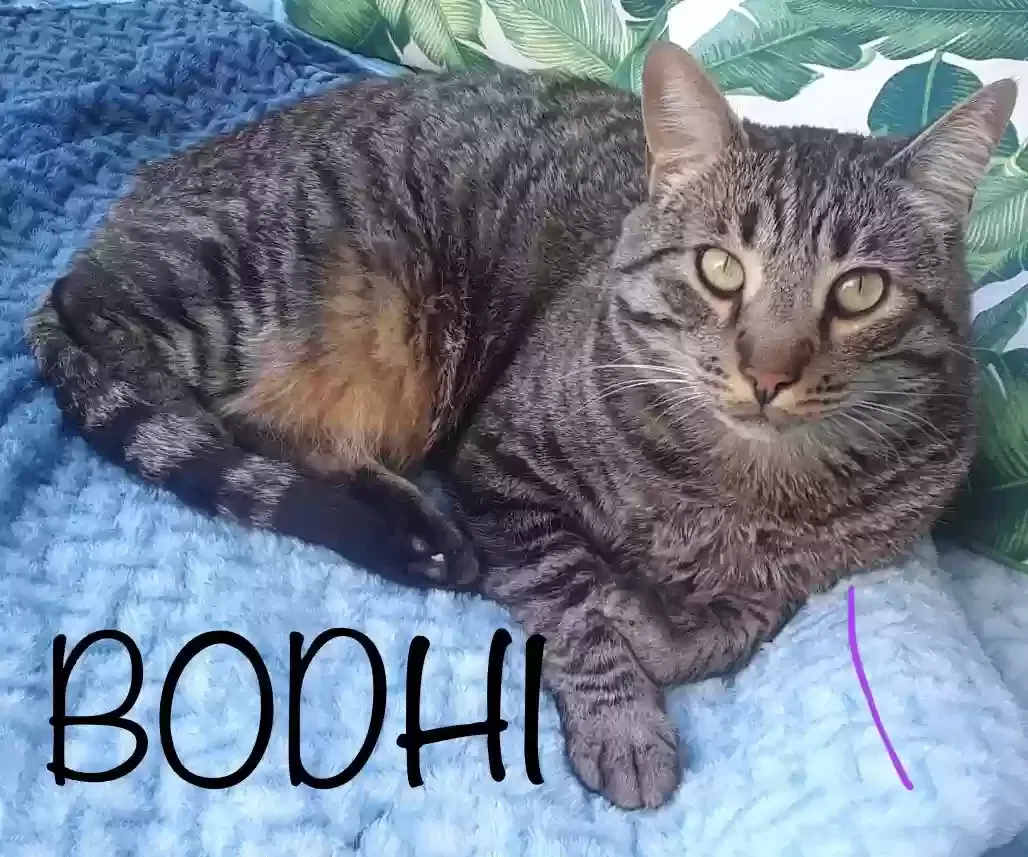 Lost cat in Laguna Niguel, CA, 92677
