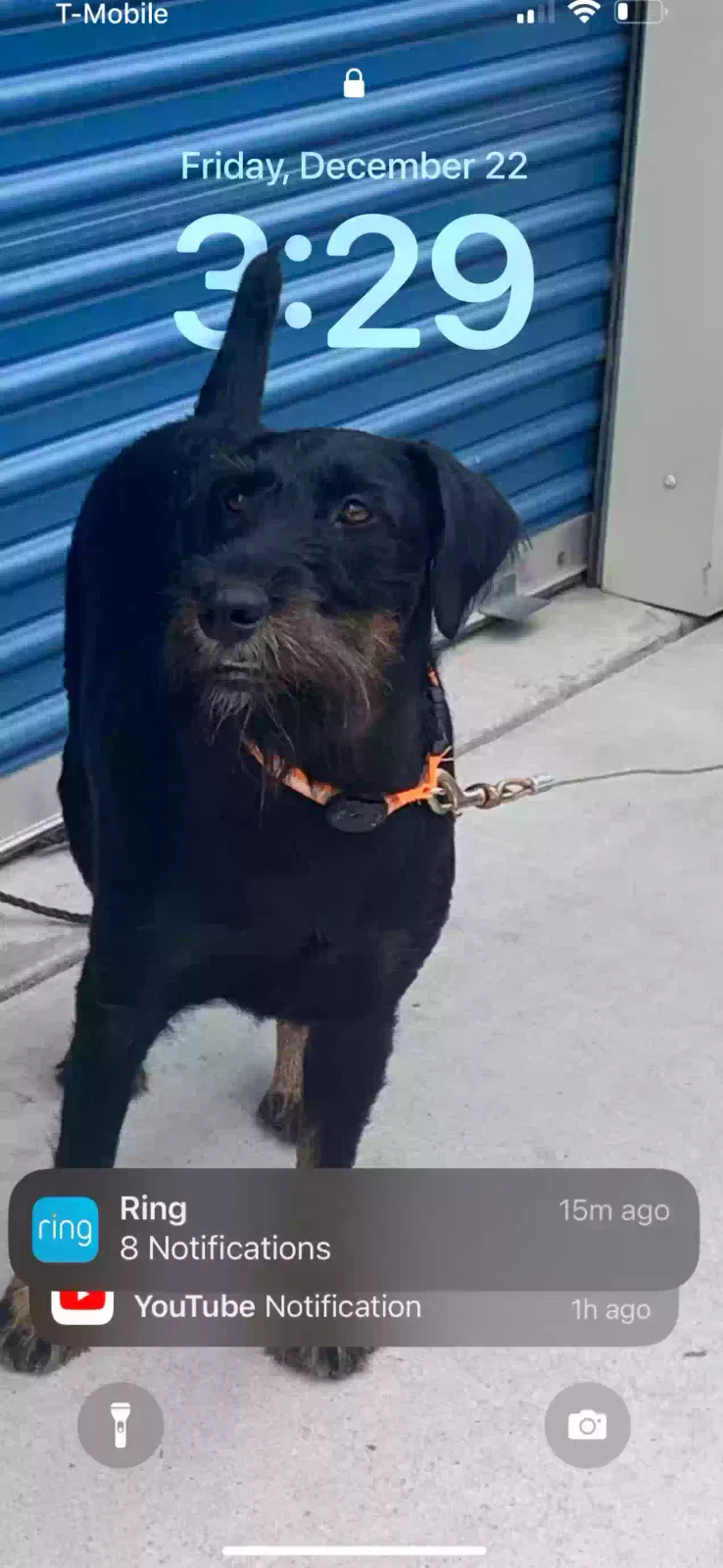 Lost dog in Fallbrook, CA, 92028