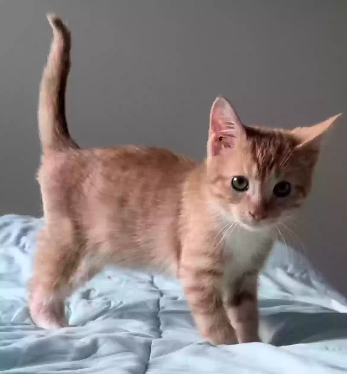 Lost cat in El Paso, TX, 79934