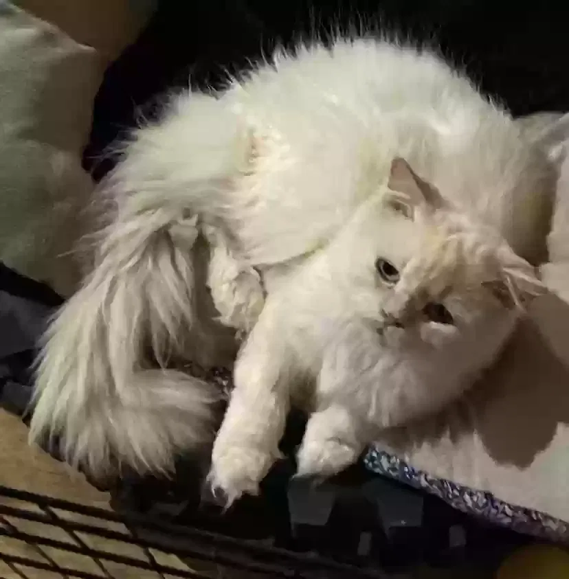 Lost cat in Petersburg, OH, 44454