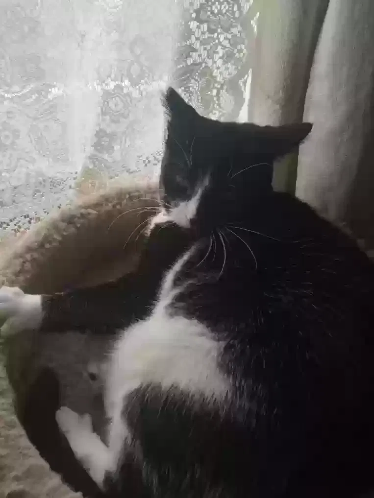 Lost cat in Ocean Shores, WA, 98569