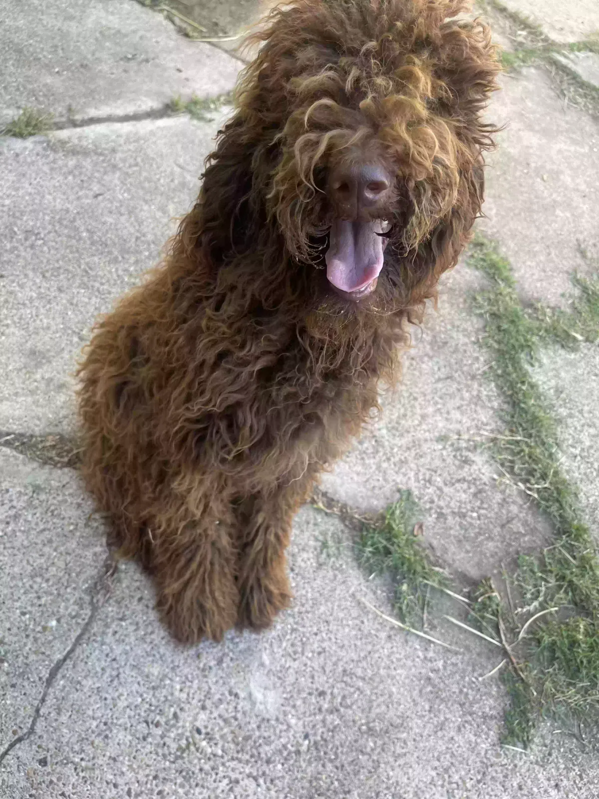 Lost dog in Corpus Christi, TX, 78415
