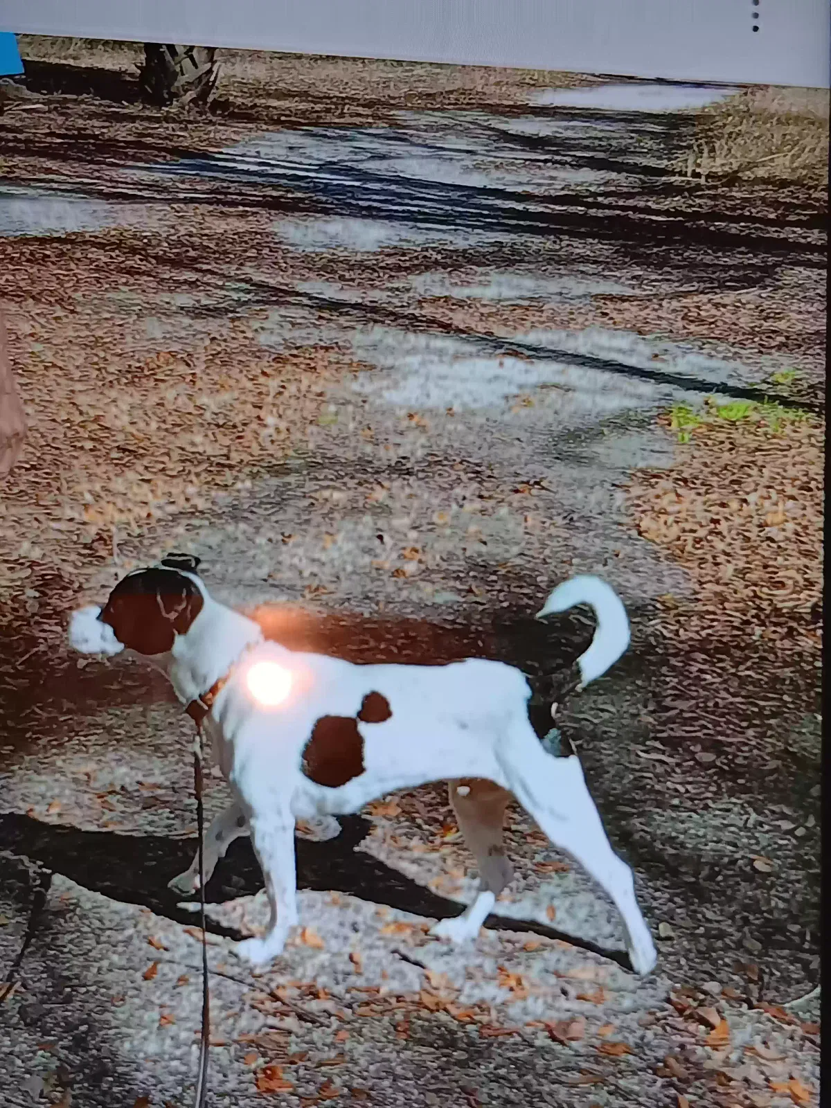 Lost dog in Trenton, FL, 32693