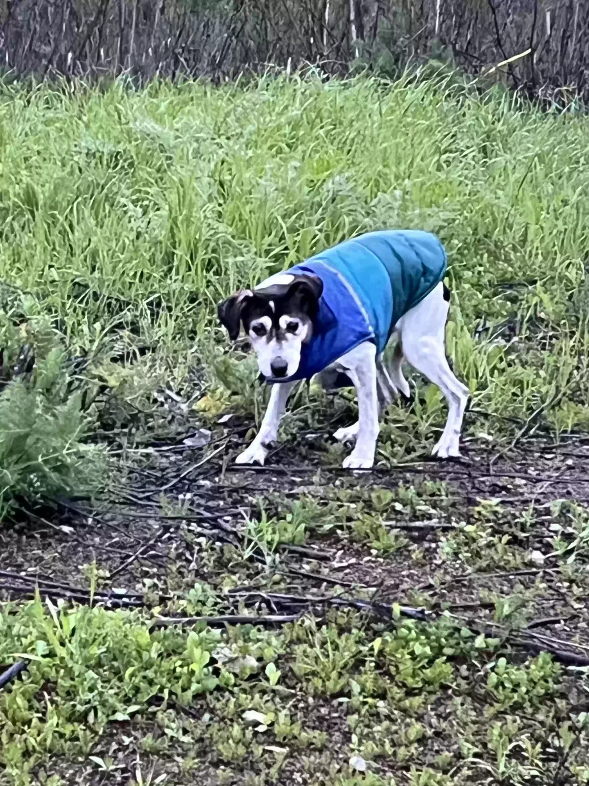 Found dog in Benicia, CA, 94510