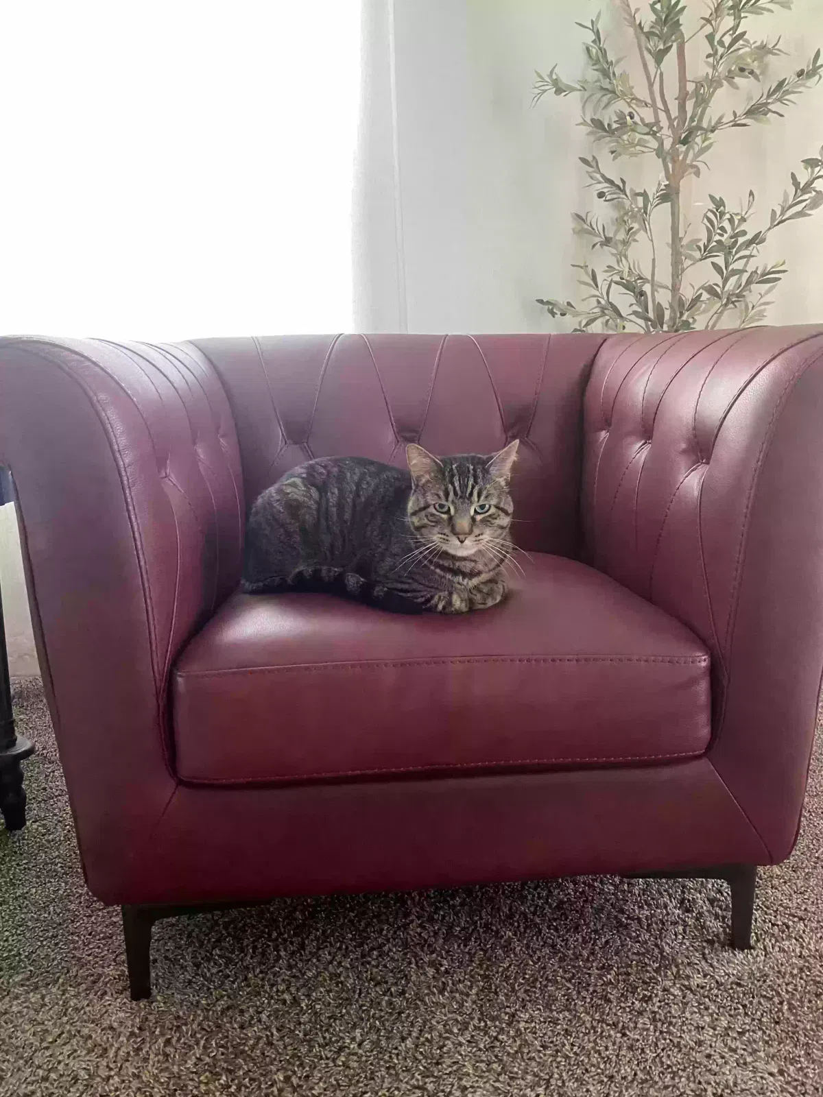 Lost cat in Sheppard Afb, TX, 76311