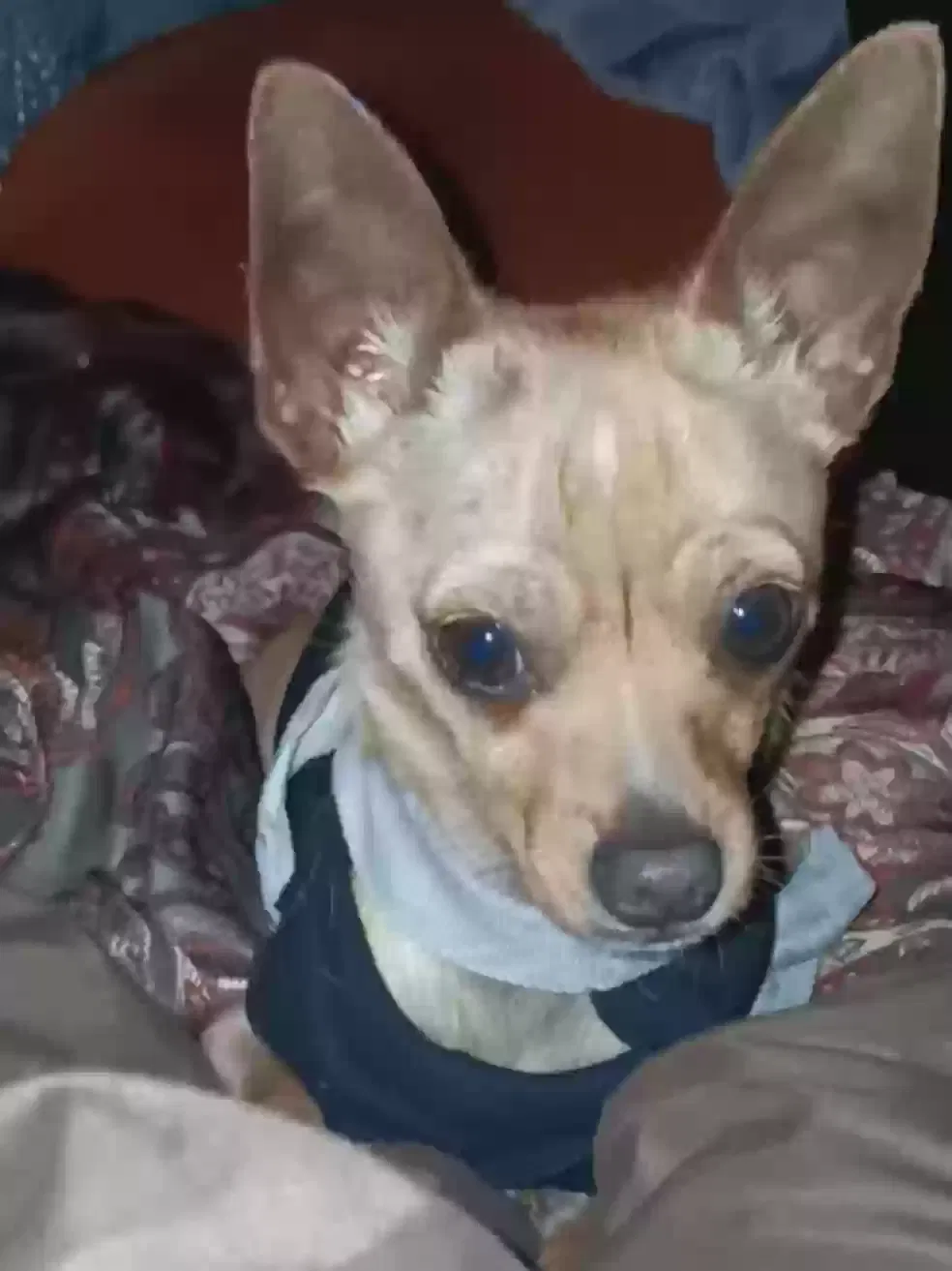 Lost dog in San Pablo, CA, 94806