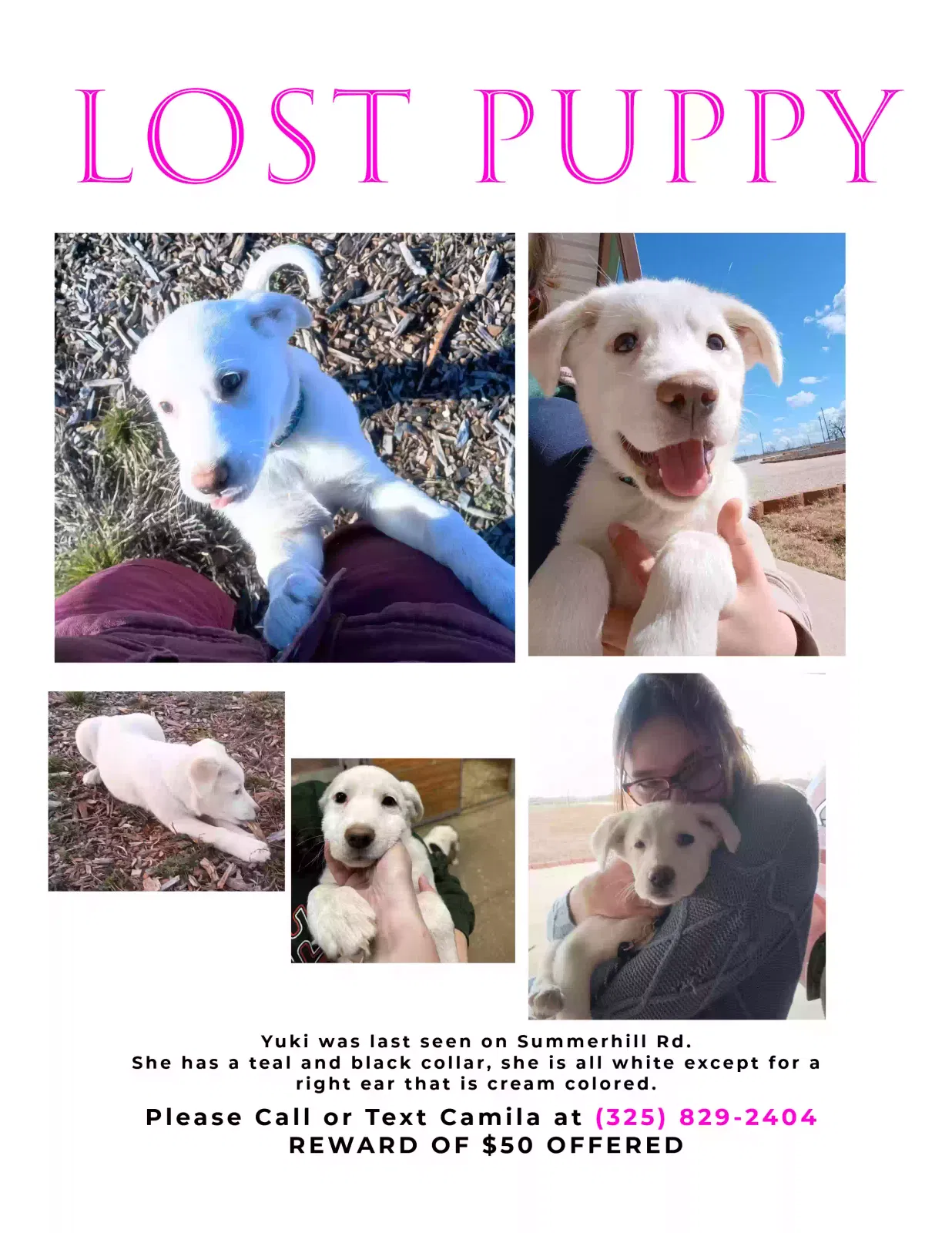 Lost dog in Abilene, TX, 79601