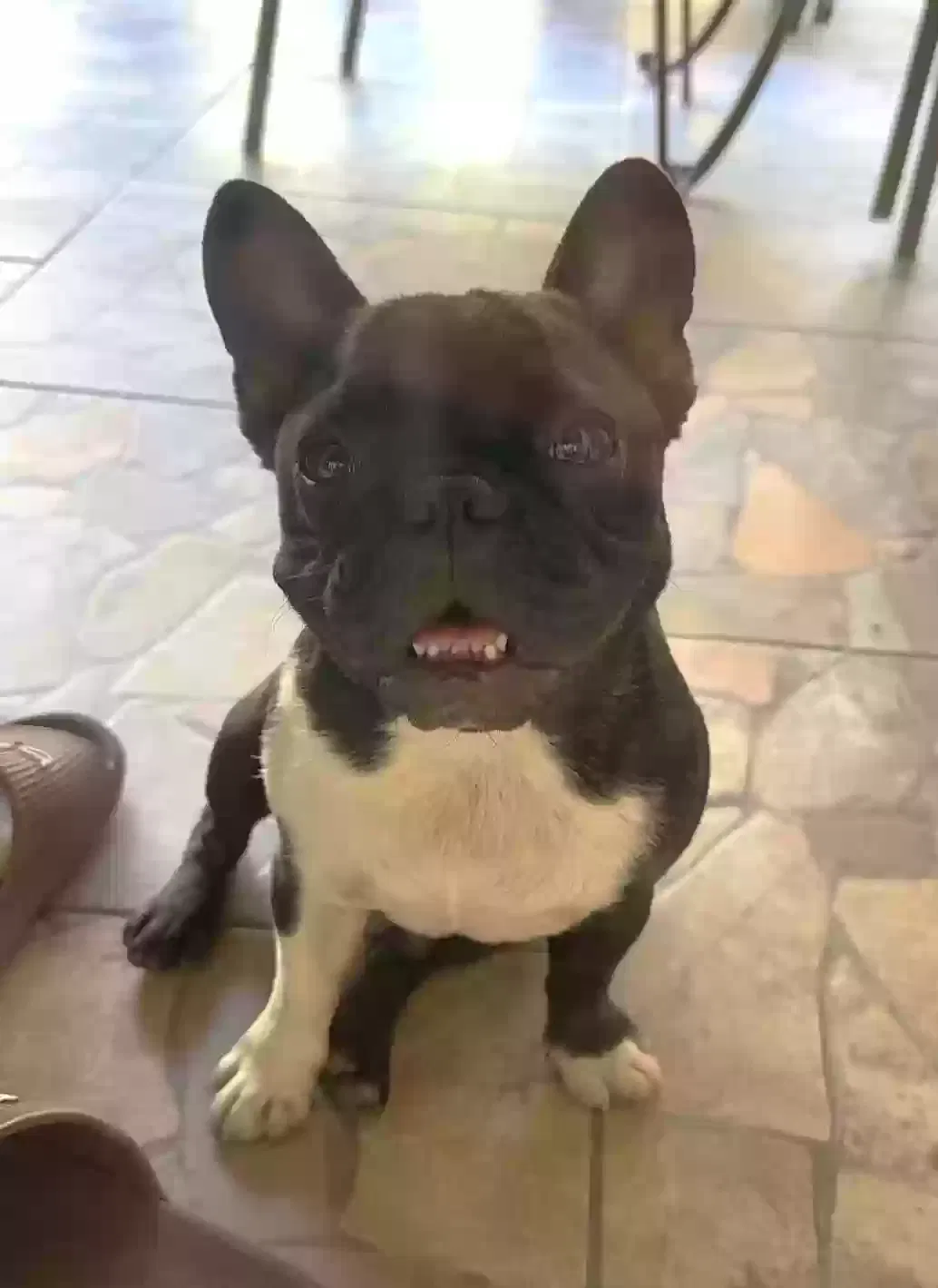Lost dog in Rialto, CA, 92376
