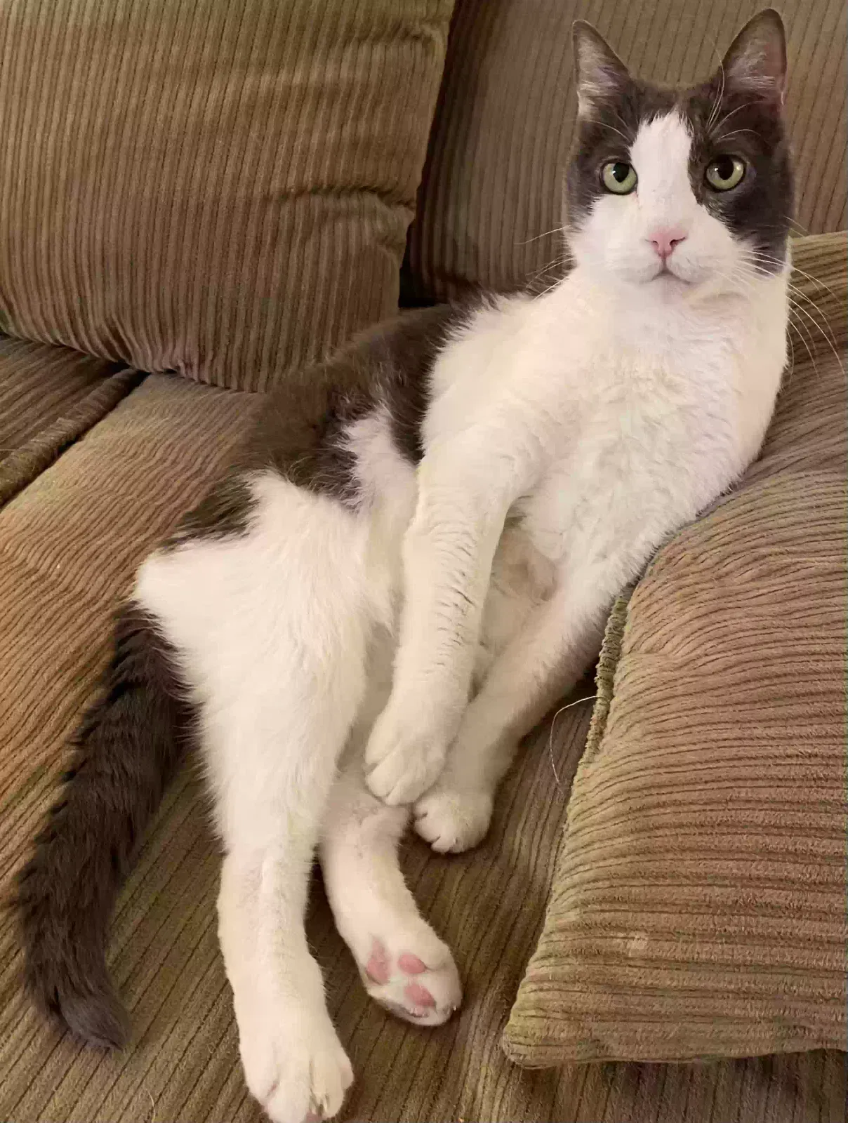 Lost cat in Houston, TX, 77091