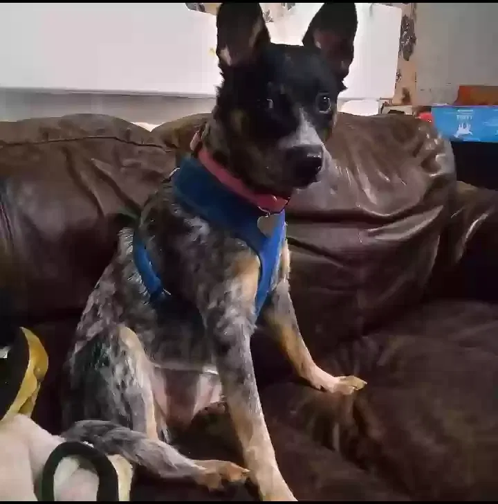 Lost dog in South Bend, IN, 46613