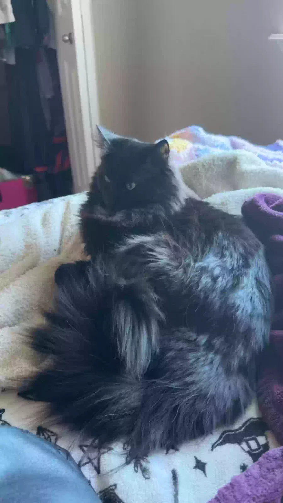 Lost cat in Meridian, ID, 83646