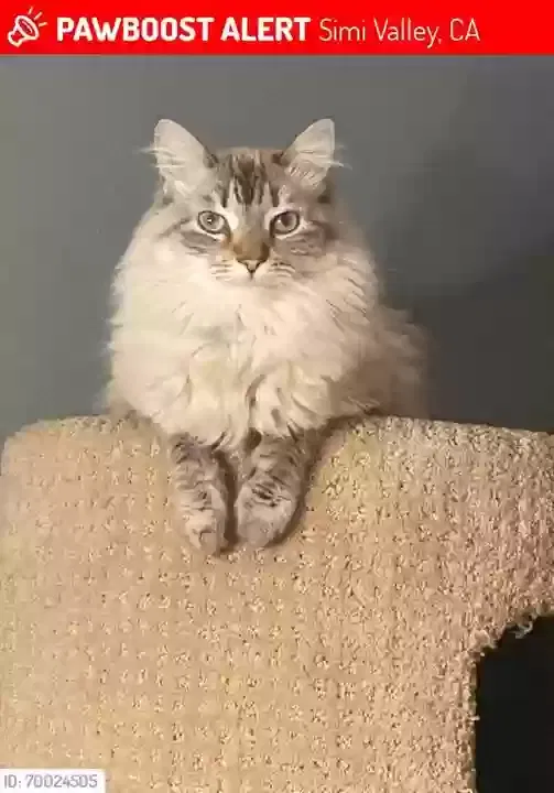 Lost cat in Simi Valley, CA, 93063