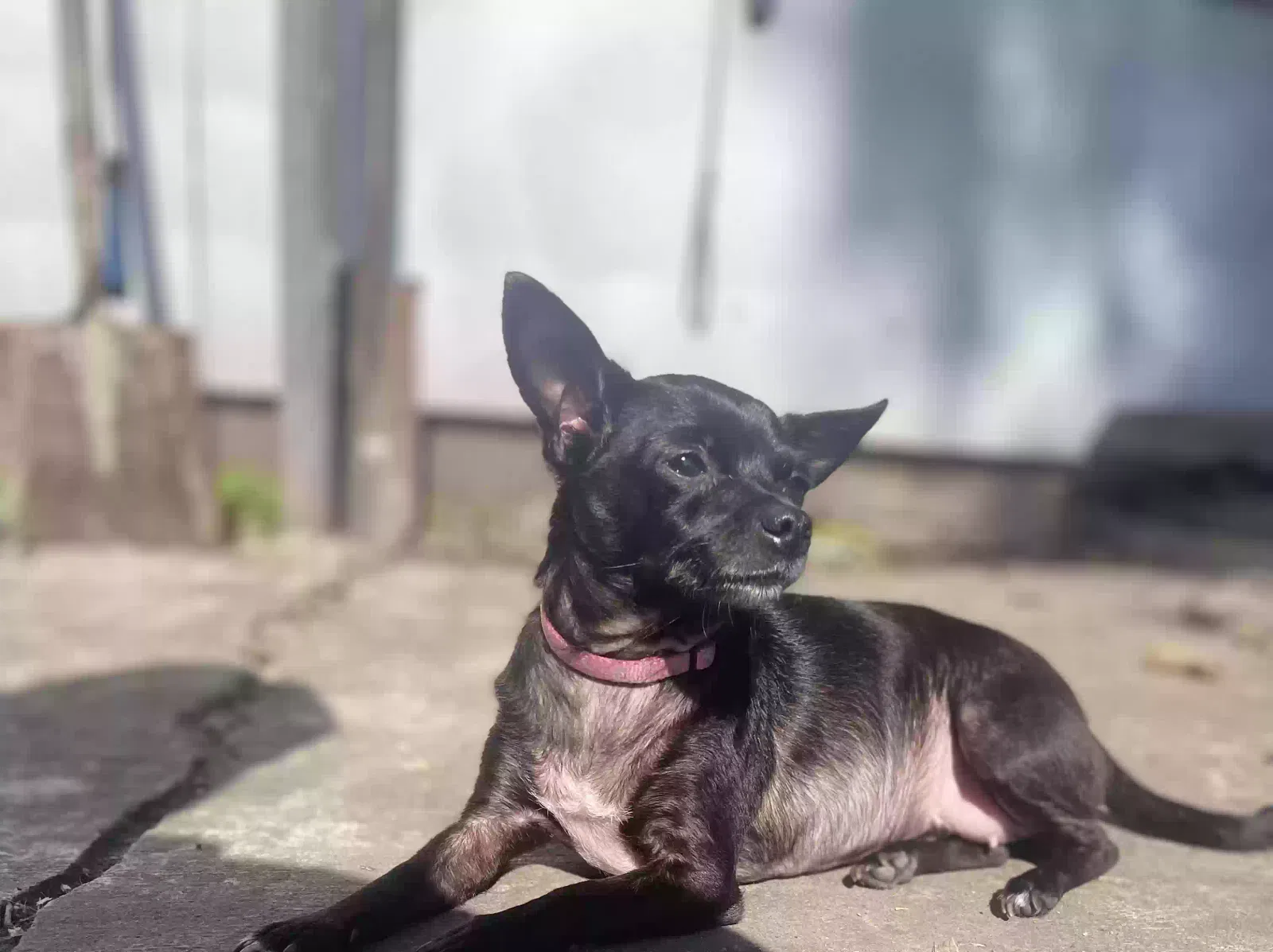 Lost dog in Houston, TX, 77020