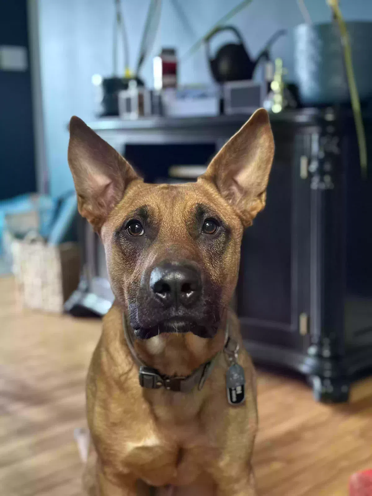 Lost dog in Freehold, NJ, 7728