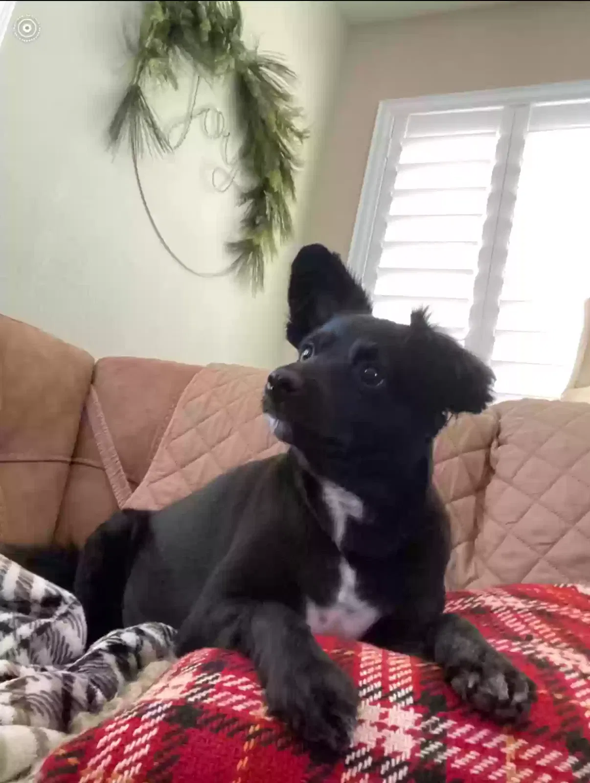 Lost dog in Boulder City, NV, 89005