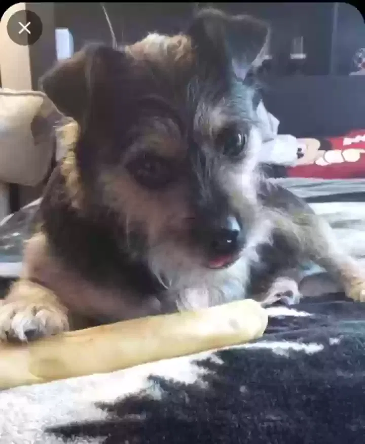 Lost dog in Lake City, PA, 16423