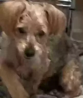 Lost dog in Albany, GA, 31707