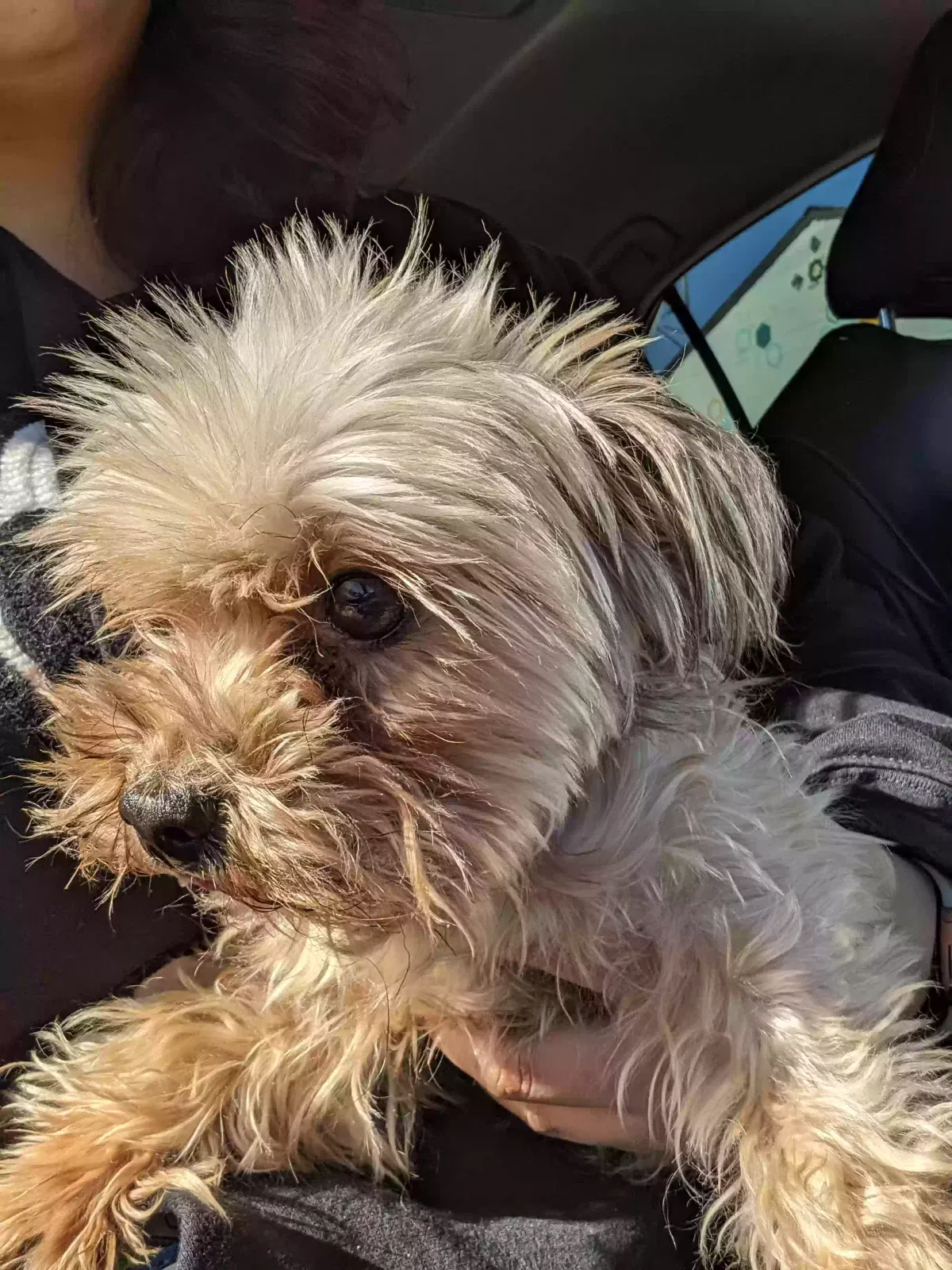 Lost dog in Duarte, CA, 91010