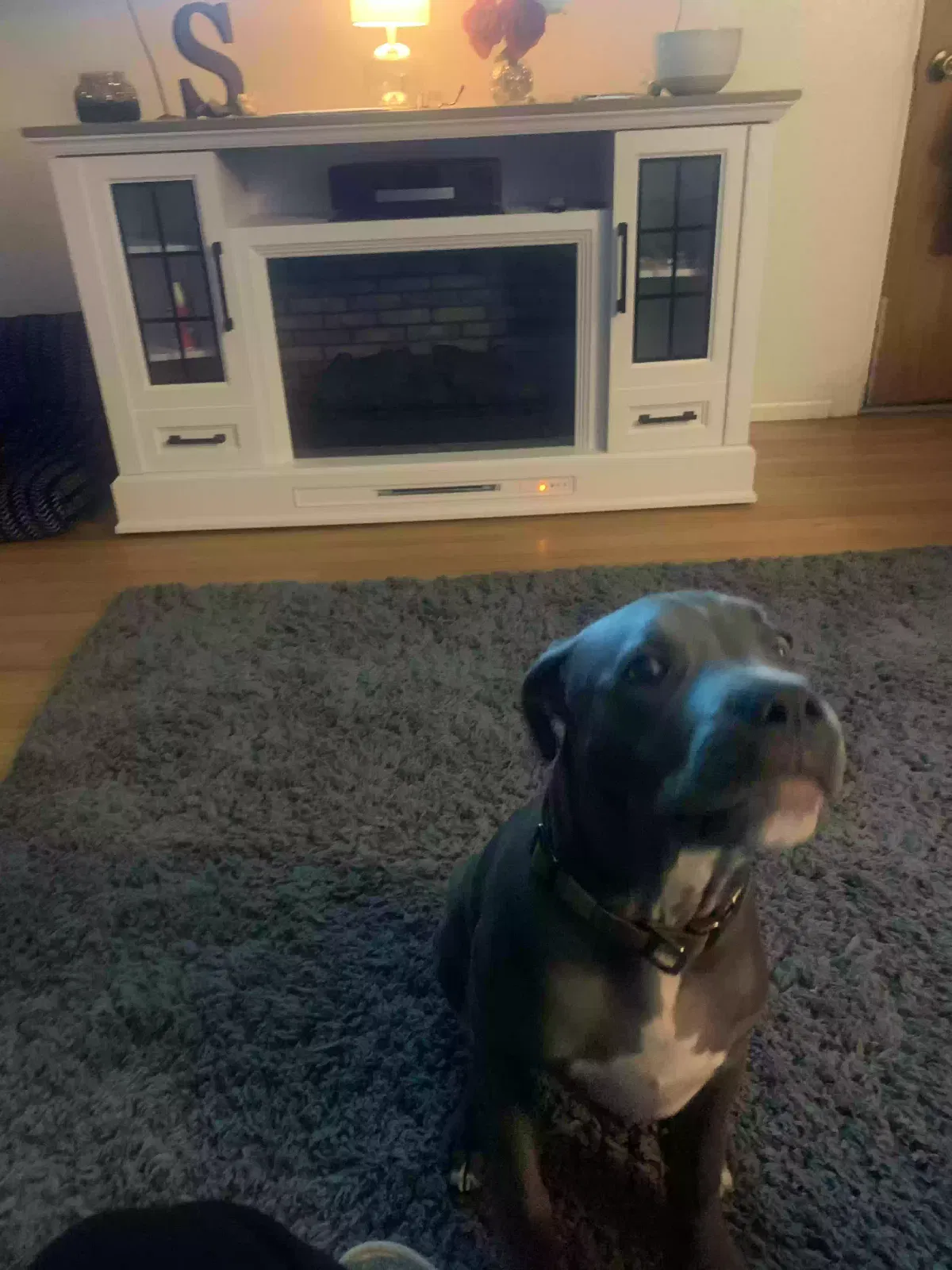 Lost dog in Albuquerque, NM, 87108
