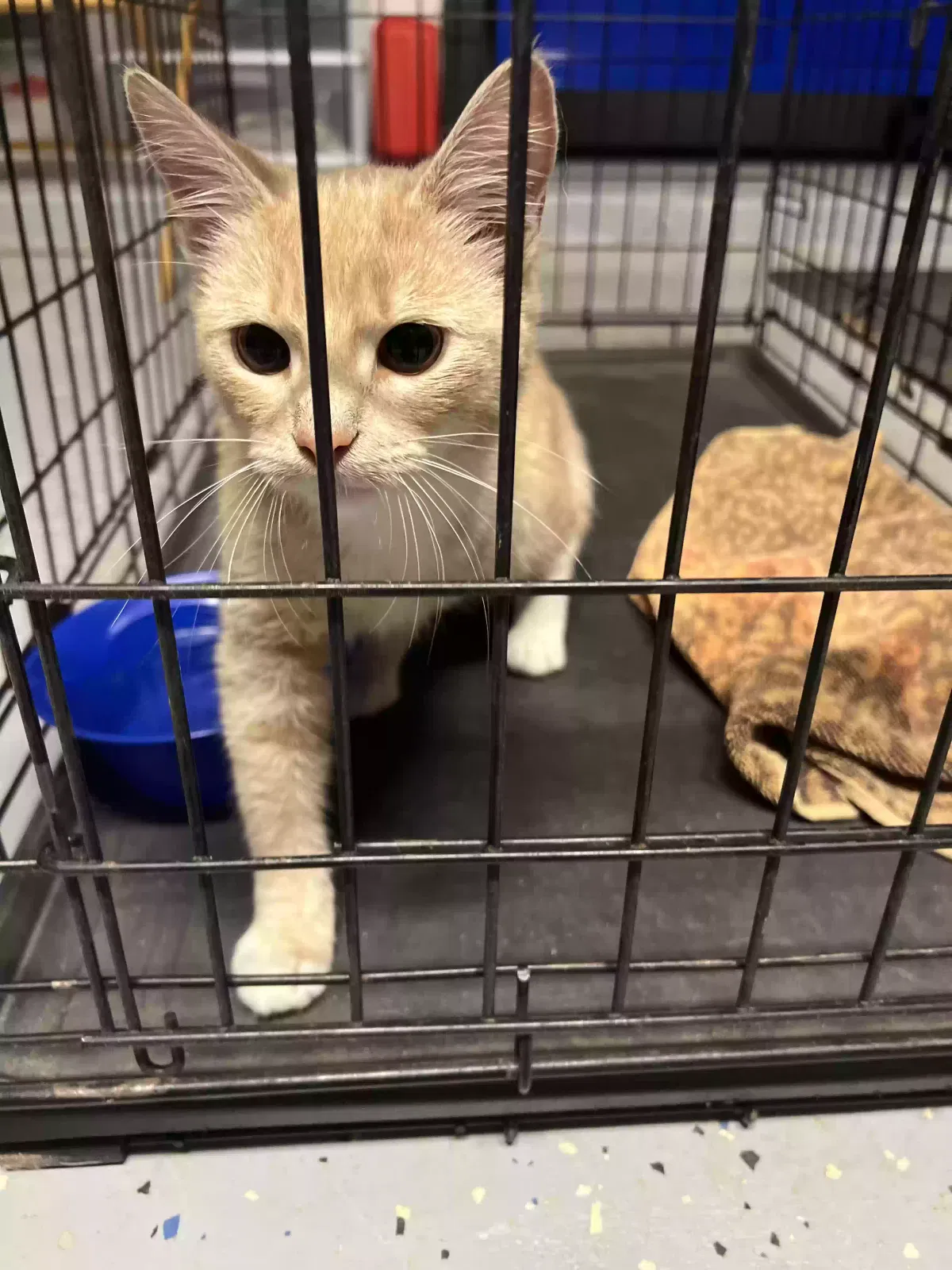 Found Cat