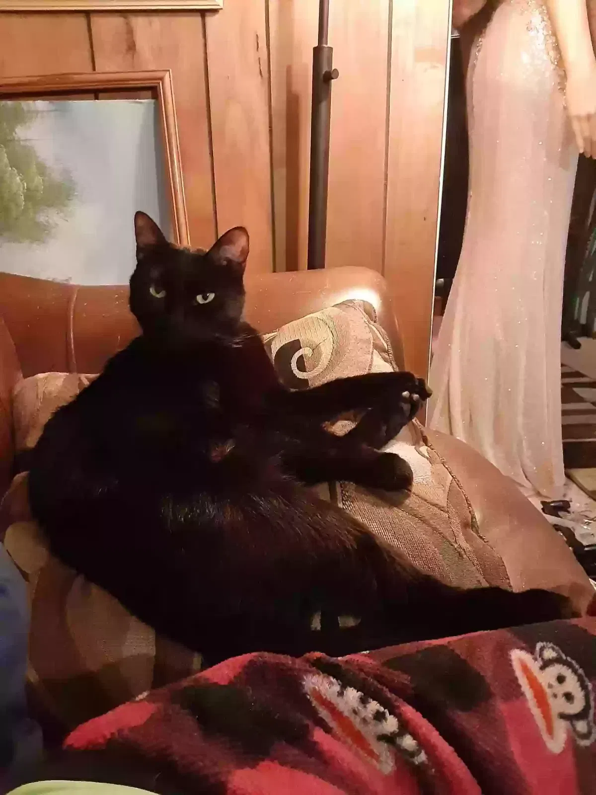 Lost cat in Cape Girardeau, MO, 63701