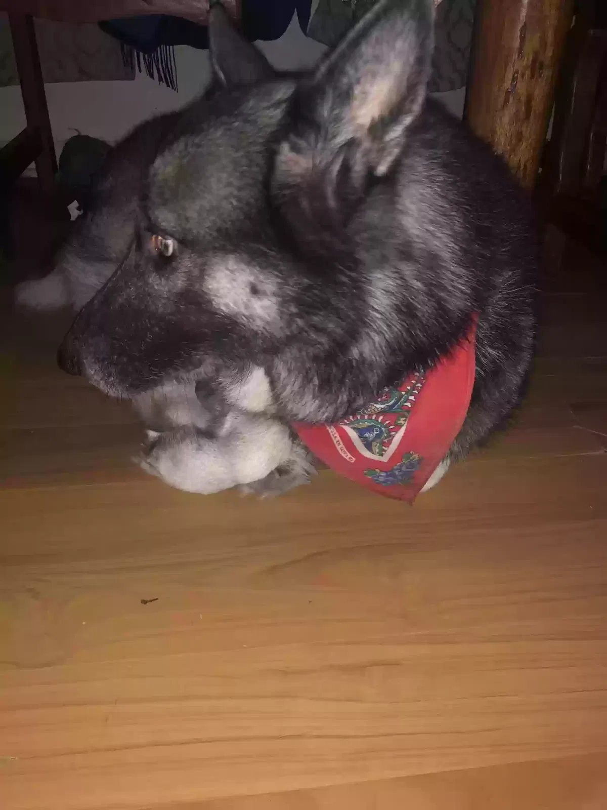 Lost dog in Edinburg, TX, 78541
