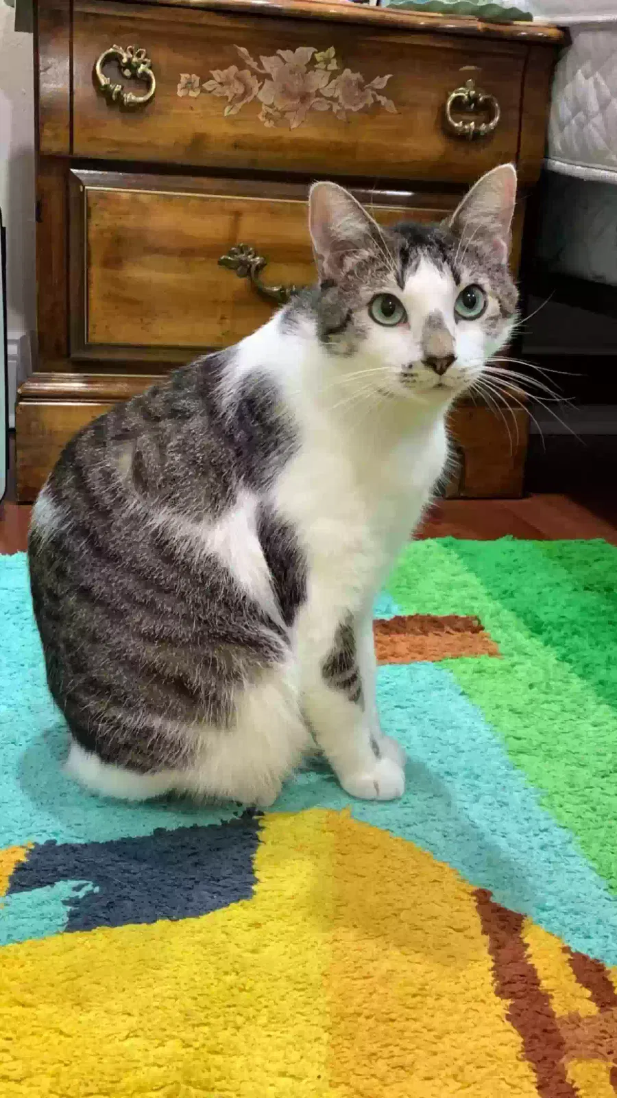 Lost cat in Coden, AL, 36523