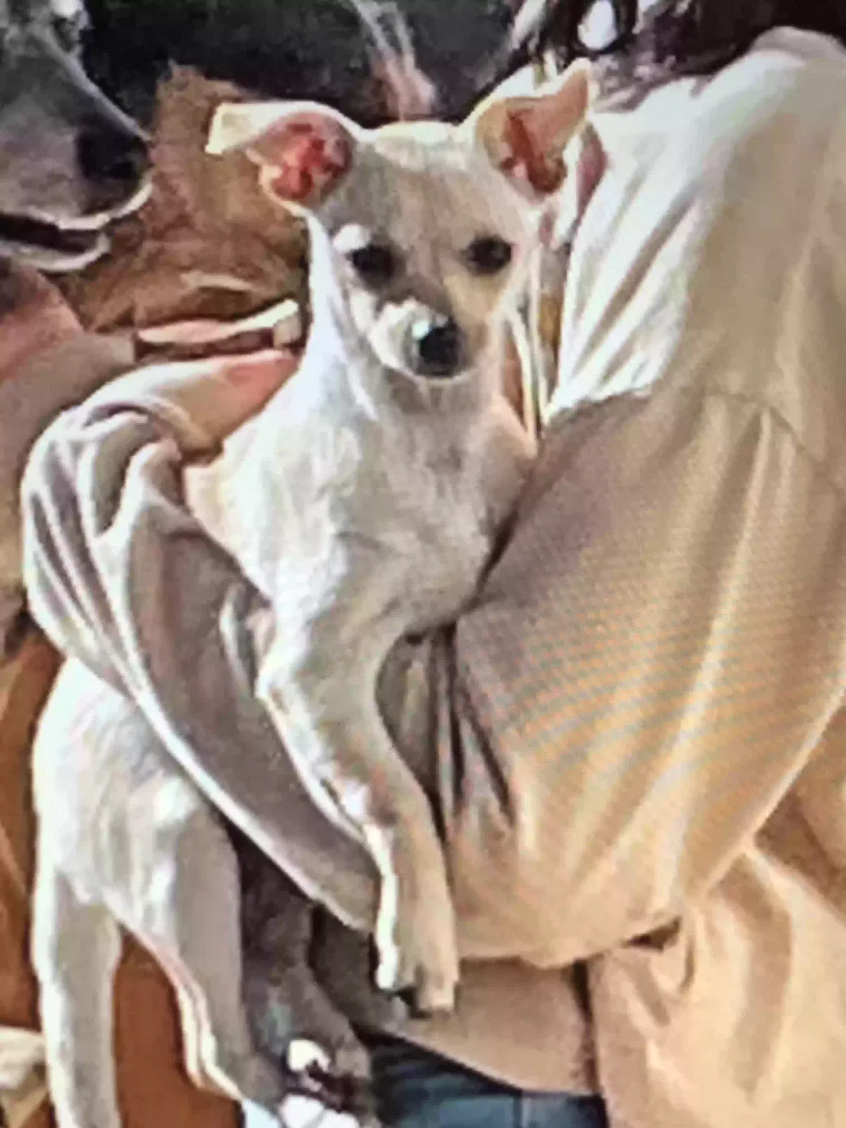 Lost dog in Soledad, CA, 93960
