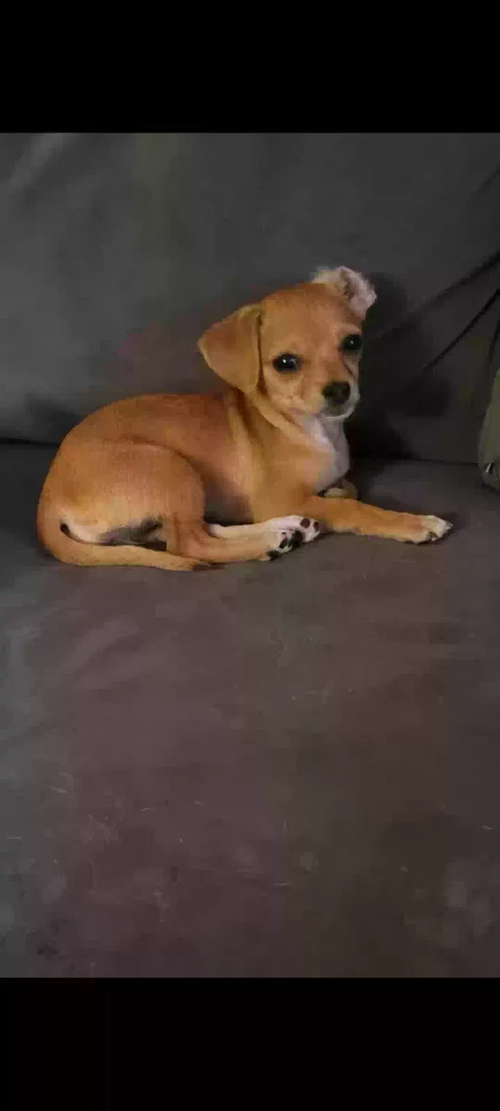 Lost dog in Fullerton, CA, 92831
