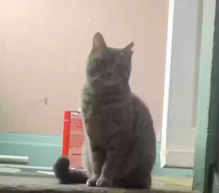 Lost cat in Buffalo, NY, 14211