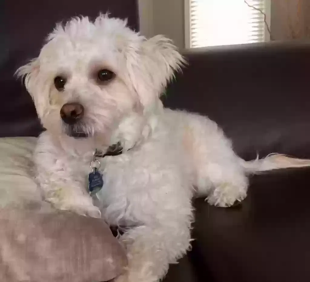 Lost dog in Ottawa, KS, 66067