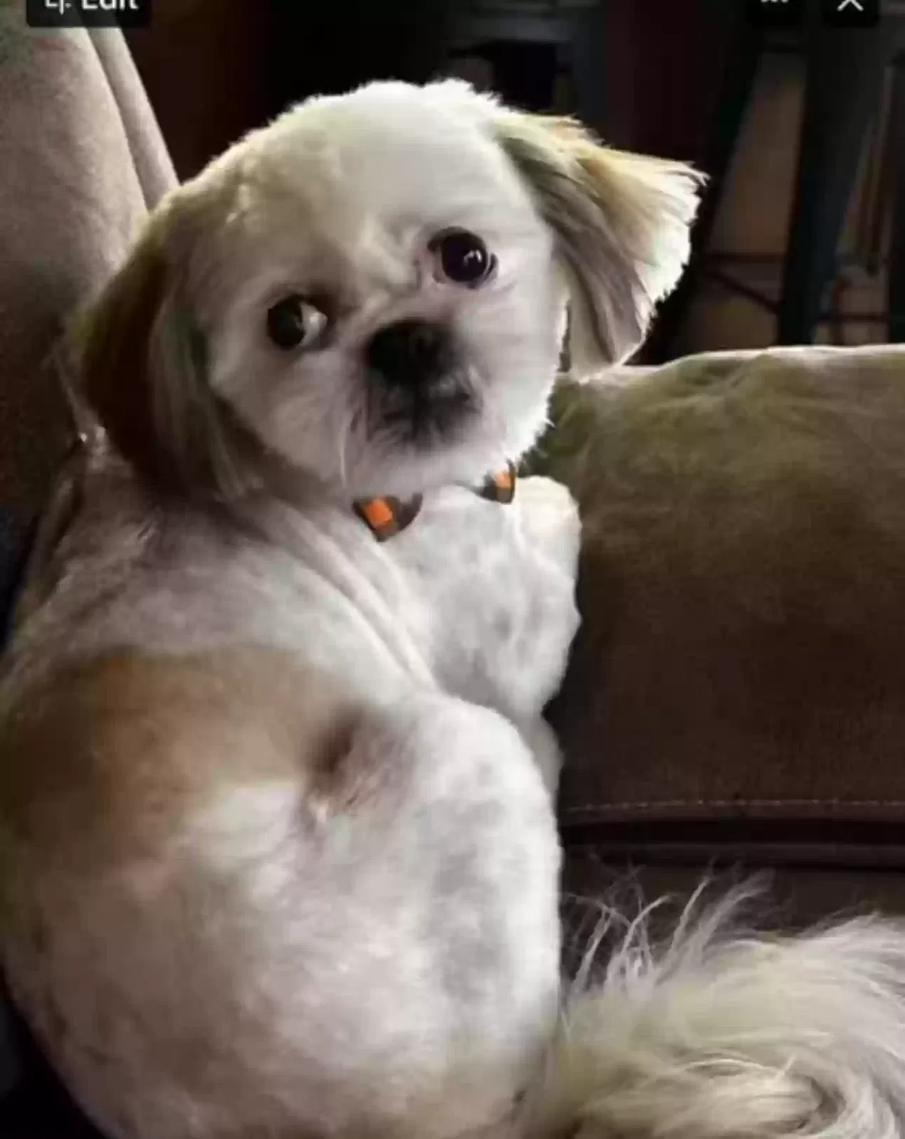 Lost dog in Corpus Christi, TX, 78410