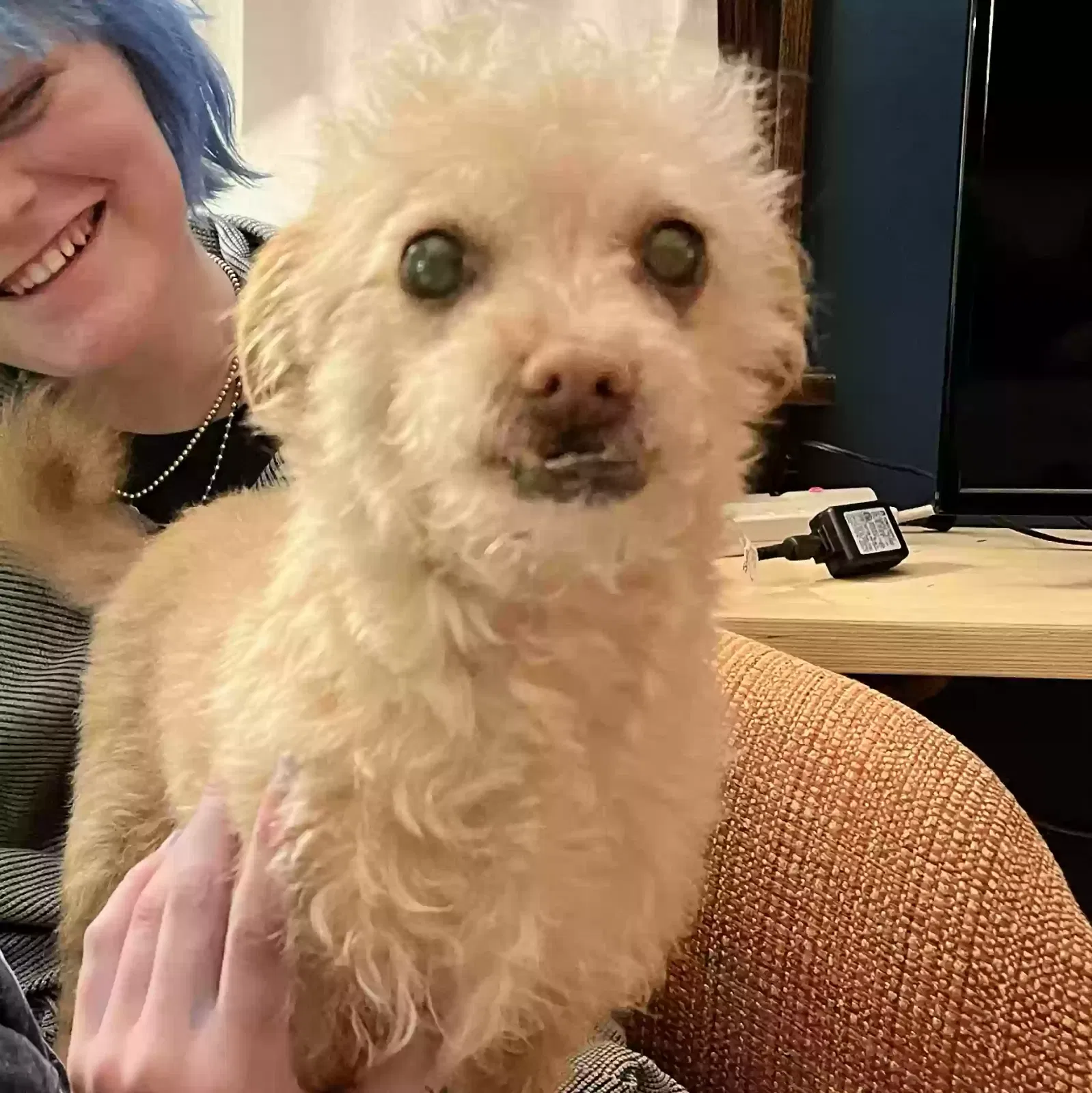 Lost dog in Minneapolis, MN, 55418
