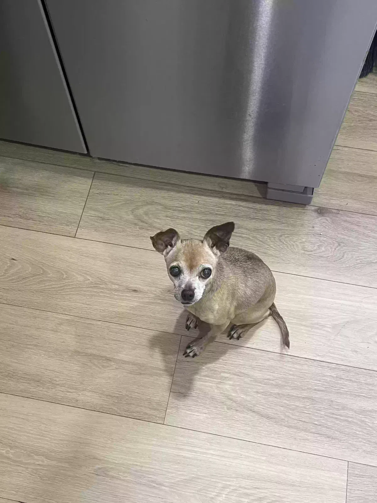Lost dog in Saint Petersburg, FL, 33705