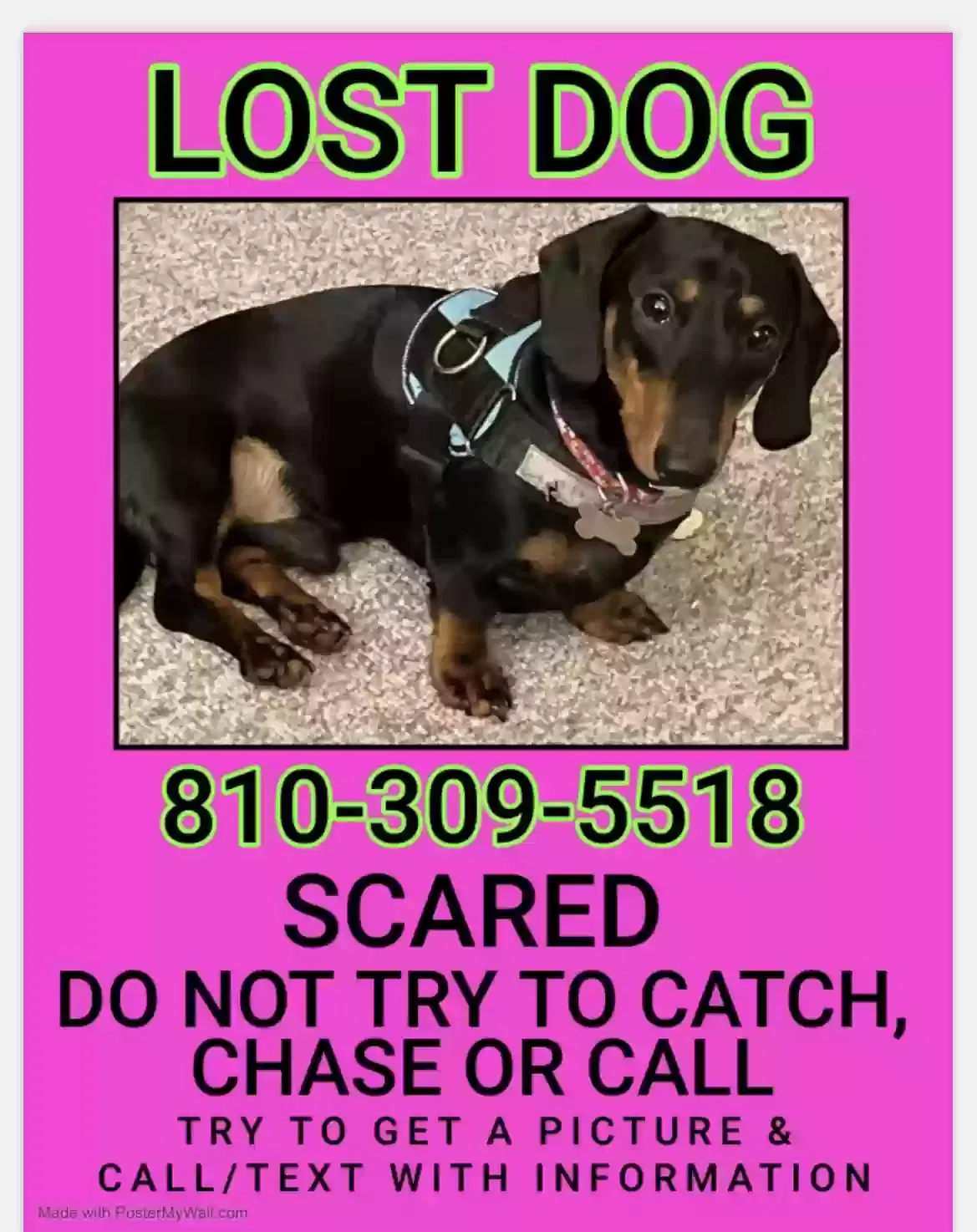 Lost dog in Hartland, MI, 48353