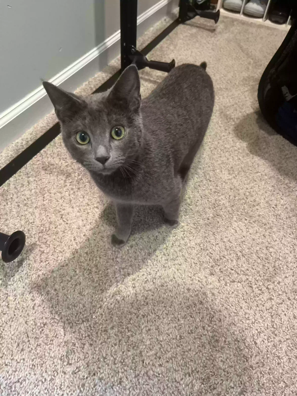 Lost cat in Charlotte, NC, 28269