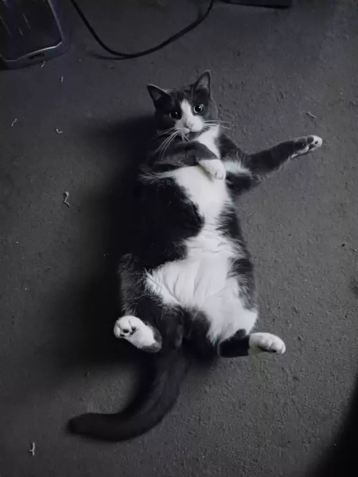 Lost cat in Dover, PA, 17315