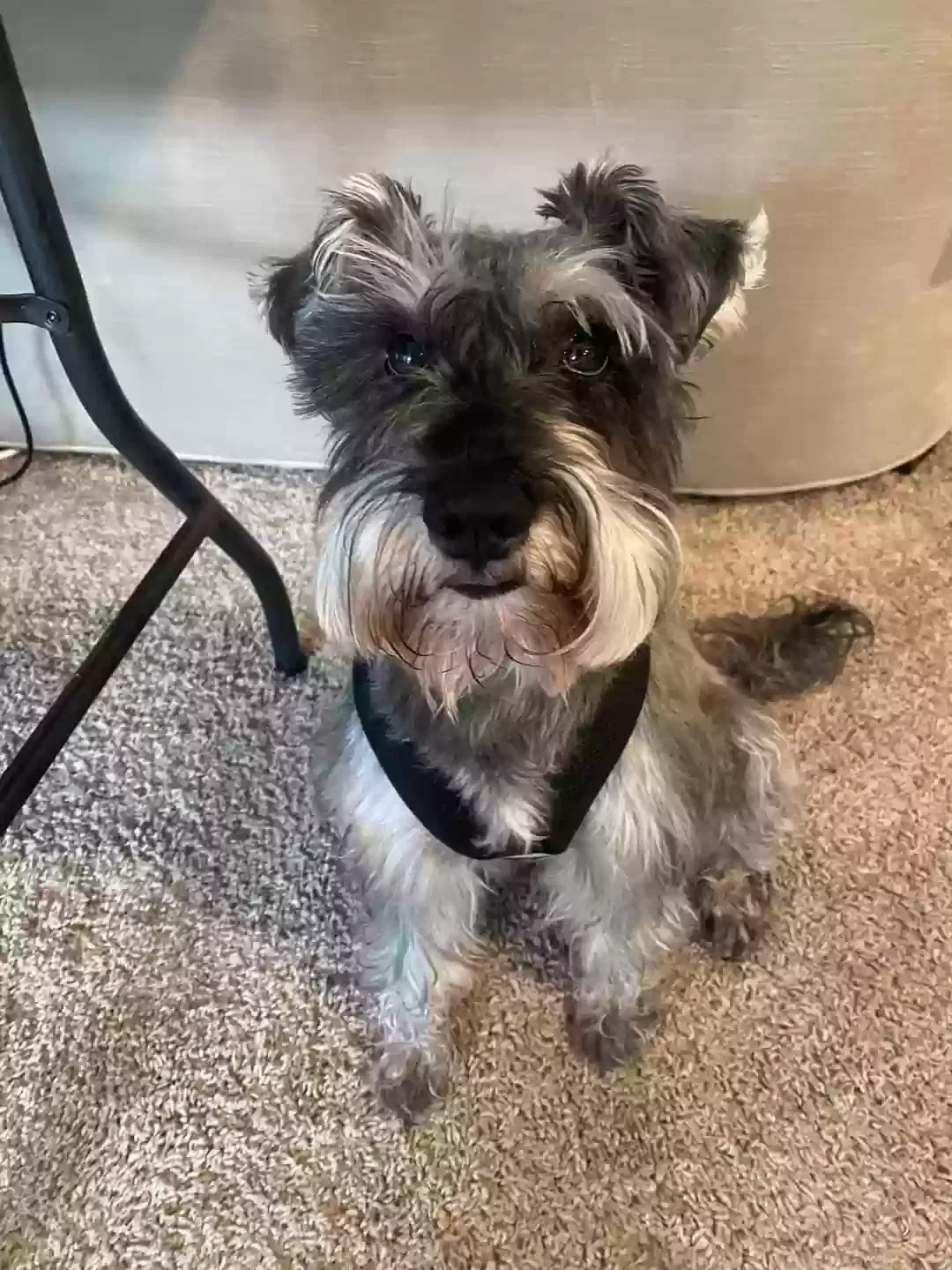 Lost dog in Baytown, TX, 77521