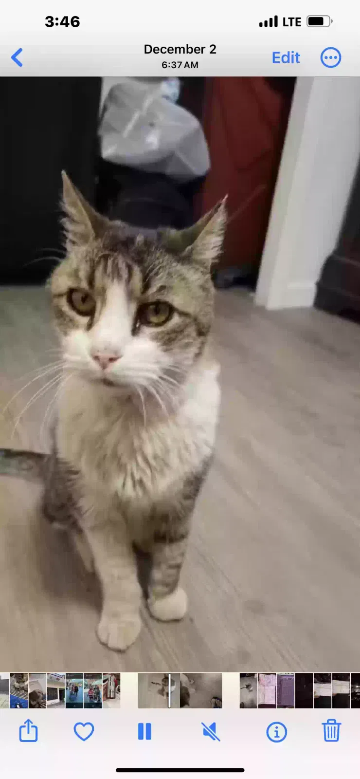 Lost cat in Yuba City, CA, 95993