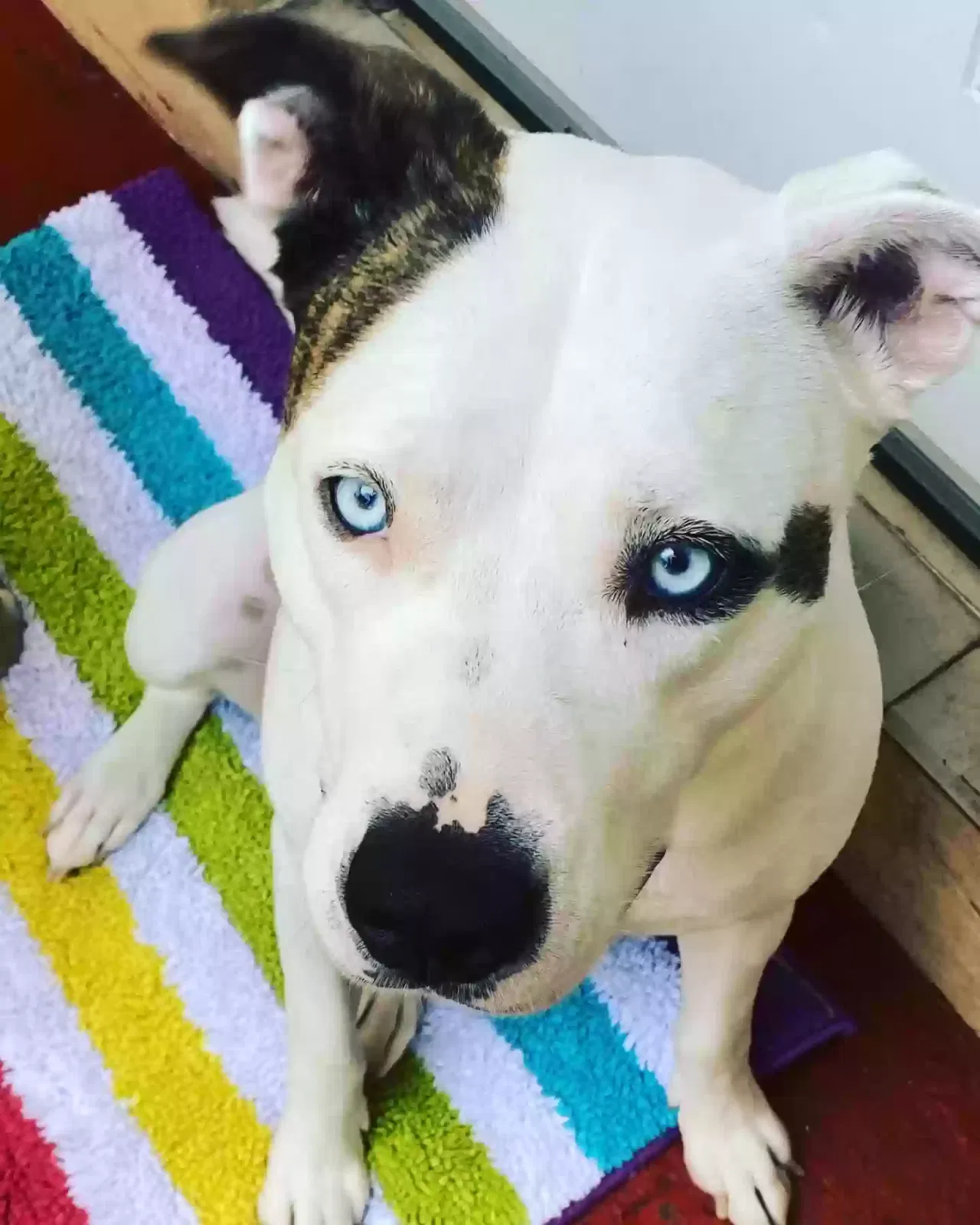 Lost dog in Miami, FL, 33145